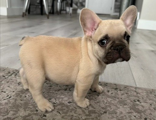 Chocolate Fawn French Bulldog